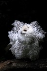 Laffascinante e misteriosa Civetta delle nevi (Nyctea scandiaca). La civetta delle nevi  cos chiamata per via del fatto che vive prevalentemente nelle zone dei ghiacci polari e della tundra, e solo d'inverno si sposta pi a sud, verso la Scandinavia meridionale e il Canada.