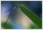 La mia prima libellula La mia prima libellula