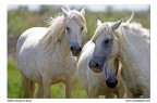Cavalli Camargue Cavalli Camargue