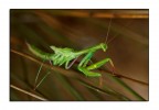 Mantis religiosa Mantis religiosa