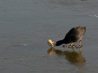 2)il panino:
per scattare qualche immagine, il fotografo attir le folaghe con un panino, vicino al capanno, non pensando alle conseguenze che avrebbe creato sulla tranquilla comunit delle folaghe
Ebbe cos inizio il dramma "colazione sul ghiaccio"