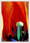 tulipano interno