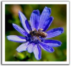 fiore di malva con ape fiore di malva con ape