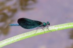macro3 macro3