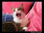 la mia gattina la mia gattina