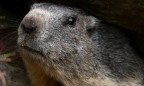 marmotta marmotta