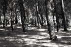 Alberi Alberi