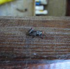 sporcaccioni sporcaccioni