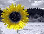 l'ultimo girasole l'ultimo girasole
