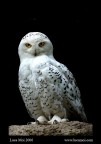 Bianco Bianco