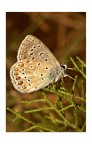 Lycaenidae Lycaenidae