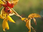 Sembra l'autunno...