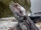 pogona pogona