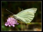 pieris pieris