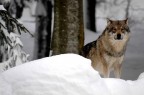 Il lupo, Bayerischer Wald National Park, Germania Il lupo, Bayerischer Wald National Park, Germania