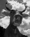 Faccia da mucca. Faccia da mucca.