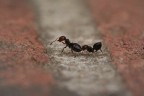 Dritto per l'unica via Dritto per l'unica via