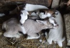 Cuccioli a riposo Cuccioli a riposo