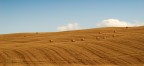 Campo di balle di fieno! Campo di balle di fieno!