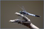 Libellula Libellula
