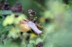 lumaca lumaca