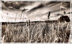 Fields Fields