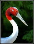 Immagine scattata con Nikon D70 - Nikkor 70-200 f/2.8 VR - tutta apertura - mano libera con stabilizzatore inserito.

La fotografia  stata scattata al Parco Natura Viva che si trova nei pressi del lago di Garda, ed  nata come test per il mio nuovo obiettivo come in oggetto.

Ne  uscito quasi un astratto di linee e curve.

Ciao,
Roberto.