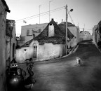 Cane curioso (corretta , completa) Cane curioso (corretta , completa)