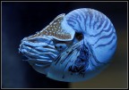 nautilus nautilus