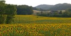 I miei girasoli......con supervisore