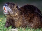 Nutria Nutria