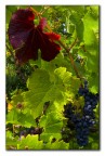summer colors
