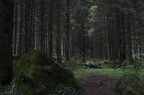 bosco bosco