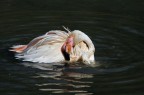 Sono ridicolissimi e pure mostruosi i fenicotteri quando fanno il bagno, ho la sequenza di fotogrammi sul PC che  formidabile ...

... 400mm   F/8   1/4000sec.   ISO400   EV=0   SPOT