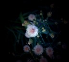 Tender Rising Tender Rising