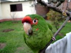 Simpatico pappagallo trovato in un centro ricreativo diurno per vecchietti a Lima.
Sistemato i livelli.