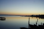 alba alba