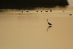 Egretta_garzetta_2394 Egretta_garzetta_2394