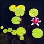 ninfogeometria ninfogeometria