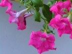 Fiori