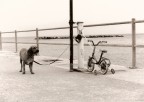 stampata da cane stampata da cane