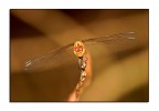 Dragonfly Dragonfly