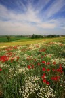campi di primavera campi di primavera