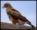Falco Falco