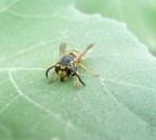 ape a trentova ape a trentova