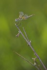 libellula in verticale libellula in verticale