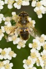 l'ape vanitosa l'ape vanitosa