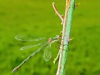 libellula