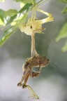 ...il corso della natura