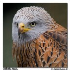 Nibbio in cattività Nibbio in cattività